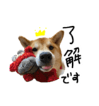 柴犬おもち2（個別スタンプ：1）