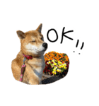 柴犬おもち2（個別スタンプ：2）