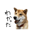 柴犬おもち2（個別スタンプ：3）