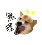 柴犬おもち2（個別スタンプ：4）