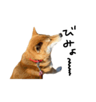 柴犬おもち2（個別スタンプ：6）