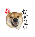 柴犬おもち2（個別スタンプ：7）