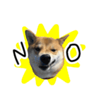 柴犬おもち2（個別スタンプ：8）