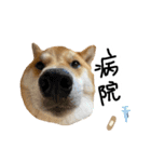 柴犬おもち2（個別スタンプ：9）
