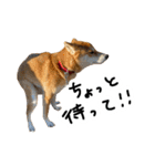 柴犬おもち2（個別スタンプ：12）