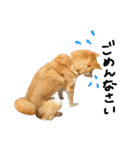 柴犬おもち2（個別スタンプ：14）