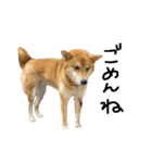 柴犬おもち2（個別スタンプ：15）