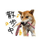 柴犬おもち2（個別スタンプ：16）