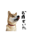 柴犬おもち2（個別スタンプ：18）