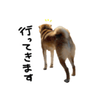 柴犬おもち2（個別スタンプ：20）