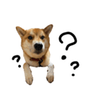 柴犬おもち2（個別スタンプ：21）