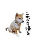 柴犬おもち2（個別スタンプ：22）