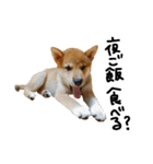柴犬おもち2（個別スタンプ：23）