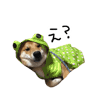 柴犬おもち2（個別スタンプ：24）