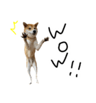 柴犬おもち2（個別スタンプ：25）