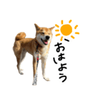 柴犬おもち2（個別スタンプ：27）