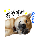 柴犬おもち2（個別スタンプ：28）