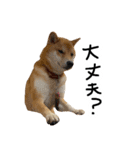 柴犬おもち2（個別スタンプ：30）