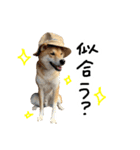 柴犬おもち2（個別スタンプ：33）
