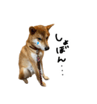 柴犬おもち2（個別スタンプ：34）