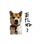 柴犬おもち2（個別スタンプ：35）