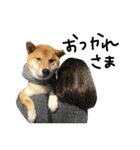 柴犬おもち2（個別スタンプ：36）