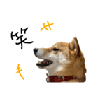 柴犬おもち2（個別スタンプ：37）