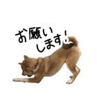 柴犬おもち2（個別スタンプ：38）
