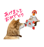 柴犬おもち2（個別スタンプ：39）