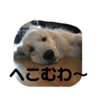 デン 2021（個別スタンプ：8）