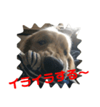 デン 2021（個別スタンプ：10）