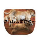 デン 2021（個別スタンプ：11）