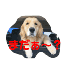 デン 2021（個別スタンプ：12）
