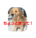 デン 2021（個別スタンプ：21）