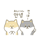 柴犬の韓国語（個別スタンプ：1）