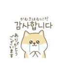 柴犬の韓国語（個別スタンプ：8）