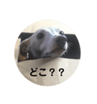 テディココ(イタグレ)たち（個別スタンプ：16）