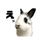 Noir et Blanc  2-year-old rabbit（個別スタンプ：1）