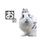 Noir et Blanc  2-year-old rabbit（個別スタンプ：2）