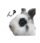 Noir et Blanc  2-year-old rabbit（個別スタンプ：3）