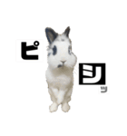 Noir et Blanc  2-year-old rabbit（個別スタンプ：5）