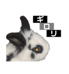Noir et Blanc  2-year-old rabbit（個別スタンプ：7）