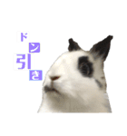 Noir et Blanc  2-year-old rabbit（個別スタンプ：10）