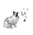 Noir et Blanc  2-year-old rabbit（個別スタンプ：11）
