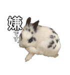 Noir et Blanc  2-year-old rabbit（個別スタンプ：12）