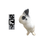 Noir et Blanc  2-year-old rabbit（個別スタンプ：13）
