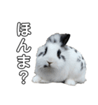 Noir et Blanc  2-year-old rabbit（個別スタンプ：14）