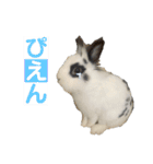 Noir et Blanc  2-year-old rabbit（個別スタンプ：16）