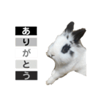 Noir et Blanc  2-year-old rabbit（個別スタンプ：17）
