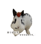 Noir et Blanc  2-year-old rabbit（個別スタンプ：18）